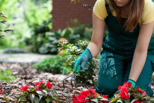 A gardener wearing a yellow top, dark green apron, and teal gardening gloves is crouching in a well-maintained garden in Northolt, tending to a flower bed with vibrant red flowering plants. The garden features a neatly edged lawn in the foreground, with textured soil and mulch surrounding various shrubs and plants. Behind the gardener, there is lush green foliage, including leafy bushes and small trees, creating a layered landscape. Details of paving stones and garden borders are visible, indicating a tidy outdoor space likely part of a residential property. The scene is set in daylight with natural light illuminating the scene, emphasizing the bright colours and healthy appearance of the garden plants. The environment appears calm and well cared for, reflecting professional gardening services that maintain the area's greenery and aesthetic appeal, aligning with services offered by Gardening Services Northolt.